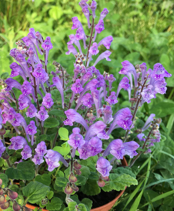 Scutellaria indica var parviflora